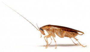 Cockroach