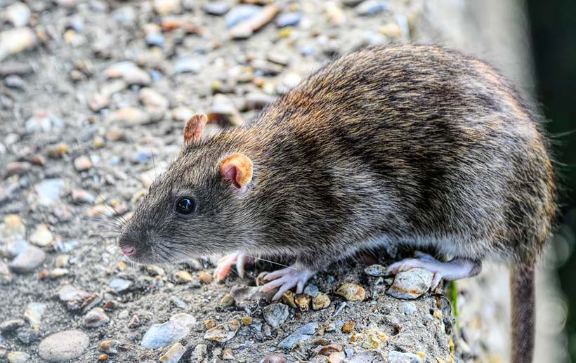 Rodents Rush In - Competitive Pest Services | UK